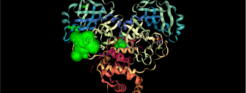 อะตอมที่มีโอกาสจะเป็นเป้าหมายของยาได้มากที่สุดในเอนไซม์โปรตีเอสของไวรัส SARS-CoV-2