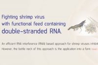 Fighting shrimp virus with functional feed containing double-stranded RNA