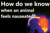 How do we know when an animal feels nauseated?